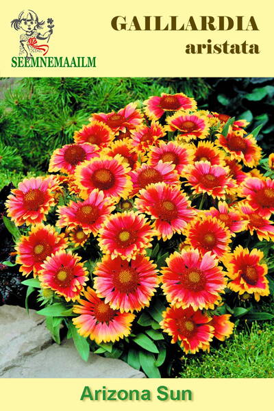 Blanket flower "Arizona Sun"
